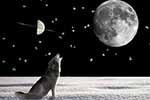 wolf, moon, night